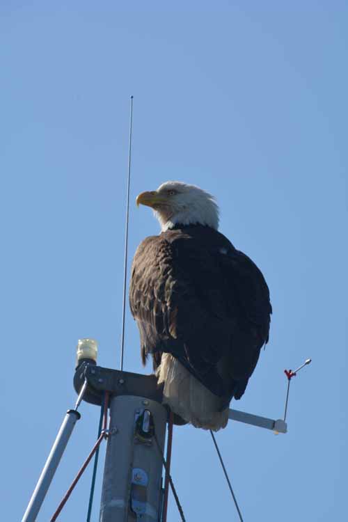 eagle